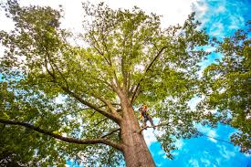 Best Tree Cabling and Bracing  in Benton, TN