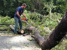 Best Palm Tree Trimming  in Benton, TN