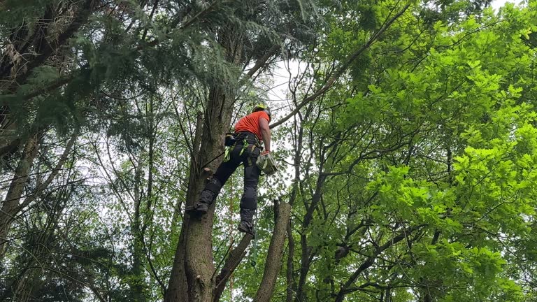 Best Arborist Consultation Services  in Benton, TN