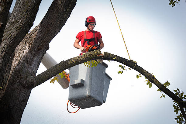 Best Tree Health Inspection  in Benton, TN