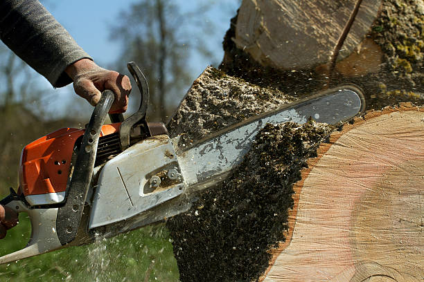 Best Tree Risk Assessment  in Benton, TN